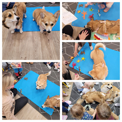 Dogoterapia